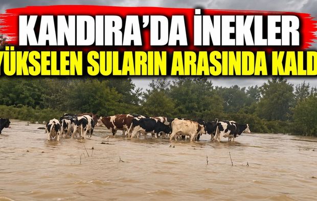 Kandıra’da inekler yükselen suların arasında kaldı