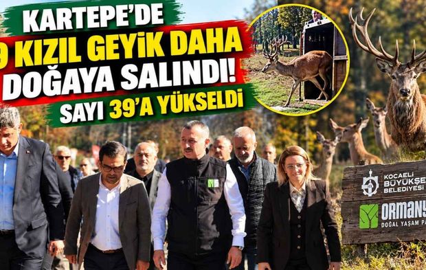 Kartepe'de 9 kızıl geyik daha doğaya salındı! Sayı 39'a yükseldi