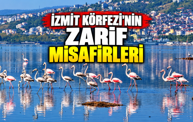 İzmit Körfezi'nin zarif misafirleri