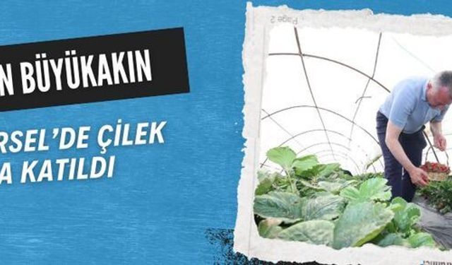 Başkan Büyükakın, Karamürsel’de Çilek Hasadına Katıldı