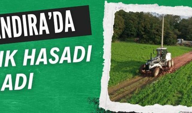 Kandıra’da Fındık Hasadı Başladı