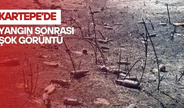 Türkiye’de yangınlar sürerken, Kartepe’de şişeler utanç manzarası oldu
