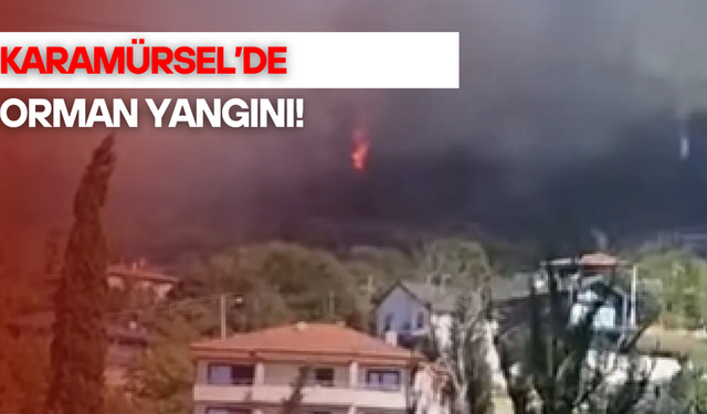SON DAKİKA! Karamürsel’de orman yangını!