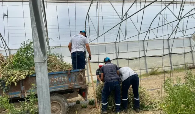 Kandıra'da seracılık güçleniyor