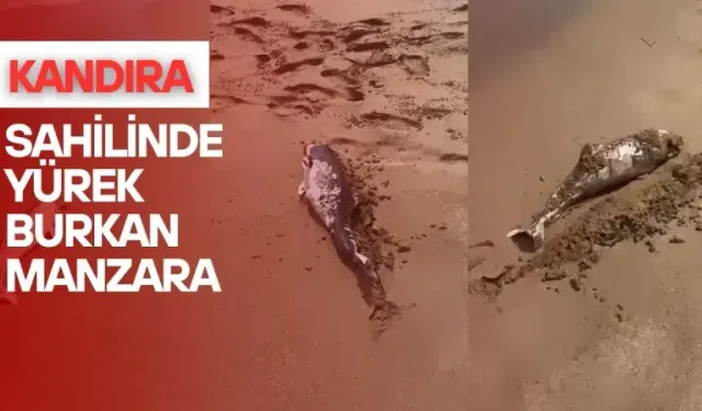 Kandıra’da sahilde ölü yunus şoku