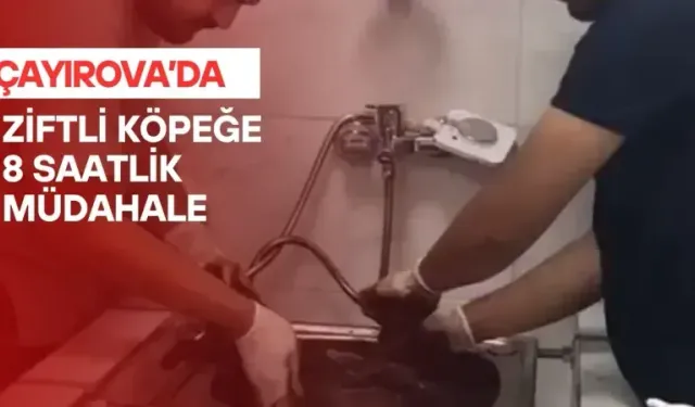 Çayırova’da zifte bulanmış yavru köpek sağlığına kavuştu