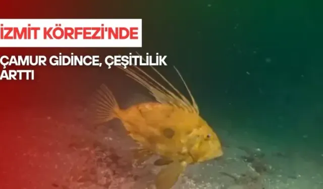 İzmit Körfezi'nde çamur gitti, yerine deniz canlıları geldi
