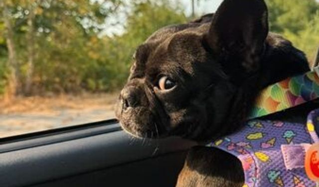 KAYIP- Başiskele’de Zeyna (Fransız Bulldog) Kayboldu