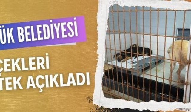 Gölcük Belediyesi sokak hayvanları için yapılan hizmetleri tek tek sıraladı