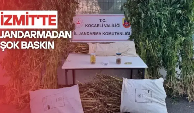 İzmit’te kenevir ve esrar tarlası ortaya çıktı