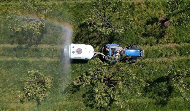 Sakarya’da "Altın Sarısı" Ayva Çiçek Açtı: Çiftçinin Gözü Yüksek Rekolteli Yeni Sezonda