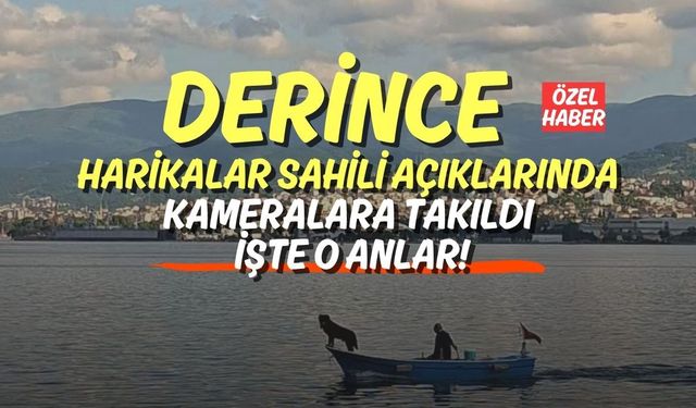 Derince Harikalar Sahili Açıklarında Kameralara Takıldı: İşte O Anlar!