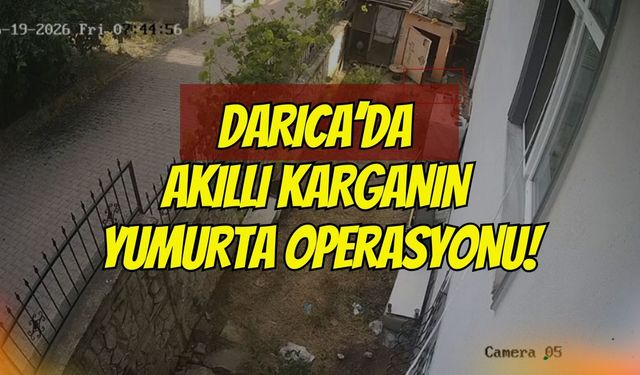 Darıca’da Akıllı Karganın Yumurta Operasyonu: Önce Etrafı Süzdü, Sonra Gagasıyla Kapıp Uçtu!