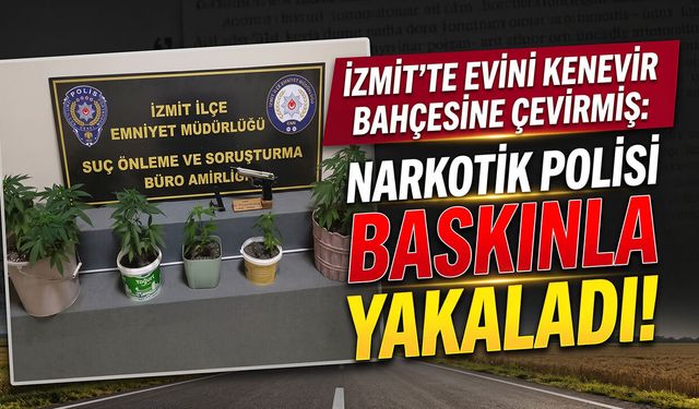 İzmit’te Evini Kenevir Bahçesine Çevirmiş: Narkotik Polisi Baskınla Yakaladı