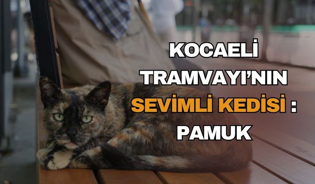 Kocaeli tramvayı'nın sevimli kedisi Pamuk: Doğu Kışla istasyonunun 1 yıllık misafiri yolcuları kapıda karşılıyor!