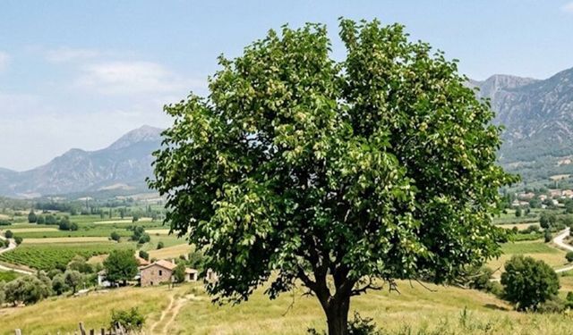 Yiyenlerin kolestrolü düşüyor! Uzmanlar o meyvenin faydalarını sıraladı