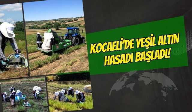 Kocaeli'de yeşil altın hasadı başladı: Büyükşehir destekli kekikler toplanıyor