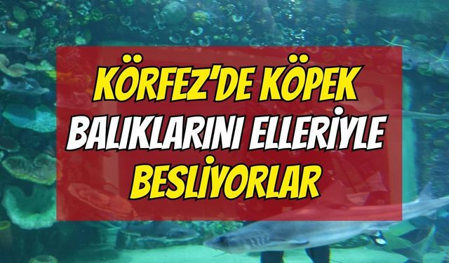 Kocaeli'de Köpek Balıklarını Elleriyle Besliyorlar