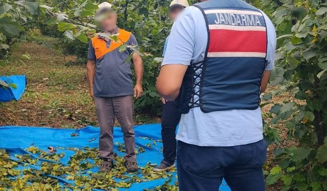 Kocaeli Jandarması Kandıra’da Fındık Tarlalarında Gece Gündüz Devriyede