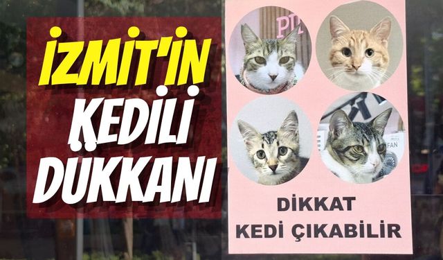 İzmit'in Kedili Dükkanı