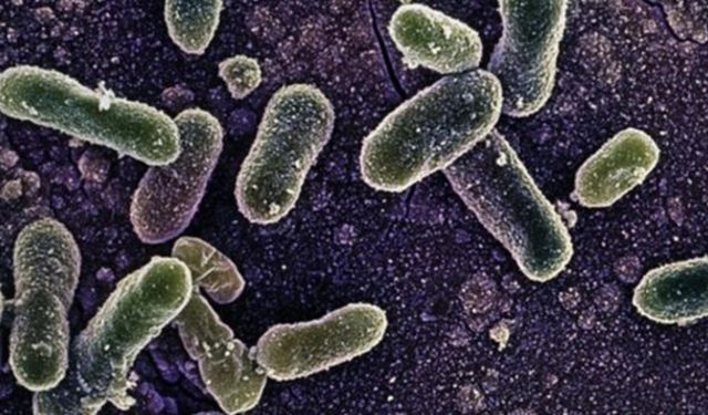 Salmonella yine gündemde! O ürünün kullanımı durduruldu