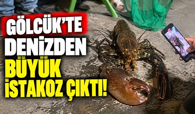 Gölcük'te Denizden Büyük istakoz Çıktı!