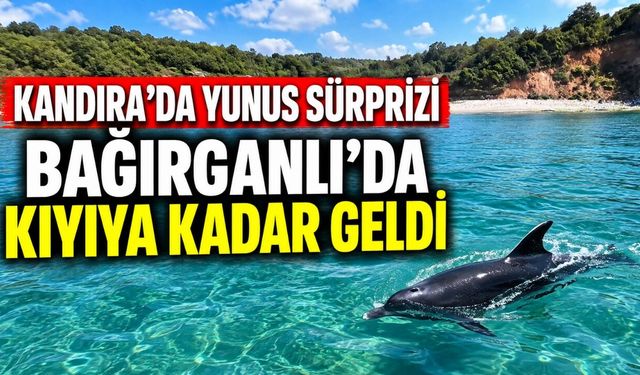 Kandıra’da Yunus Sürprizi: Bağırganlı’da Kıyıya Kadar Geldi