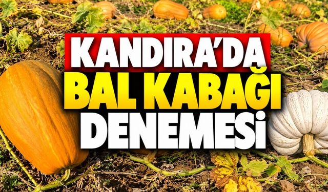 Kandıra’da bal kabağı denemesi: Başkan Ölmez’den tatlı mesaj