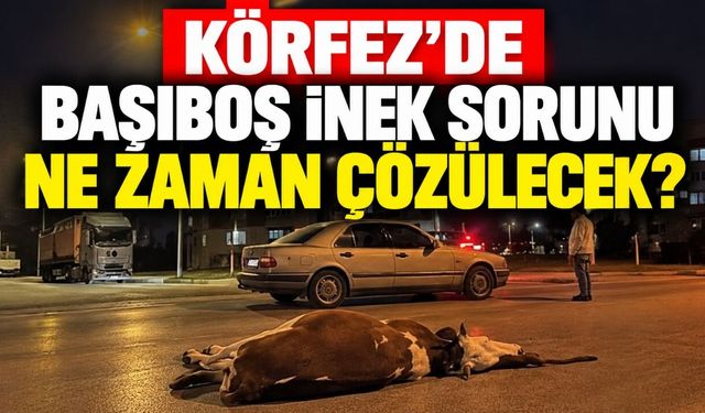 Körfez'de başıboş inek sorunu ne zaman çözülecek?