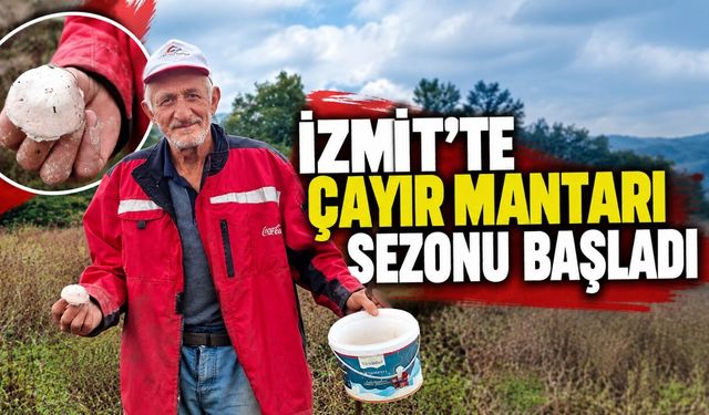 İzmit’te çayır mantarı sezonu başladı