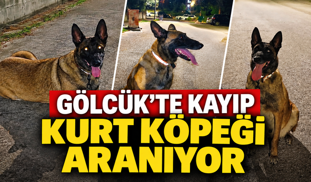 Gölcük’te kayıp kurt köpeği için sahibinden çağrı
