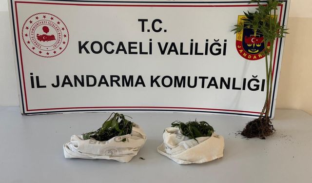 Jandarmadan İzmit'te Baskın: Zehir Tacirlerine Ağır Darbe