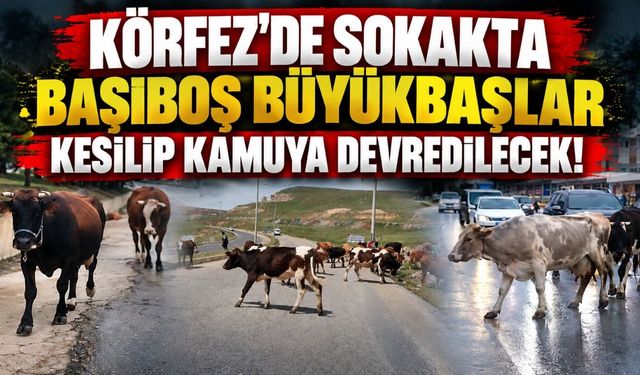 Körfez'de Sokakta Başıboş Büyükbaşlar Kesilip Kamuya Devredilecek