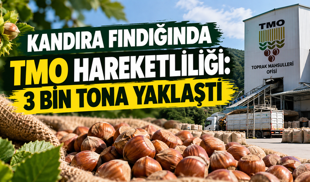 Kandıra fındığında TMO hareketliliği: 3 bin tona yaklaştı