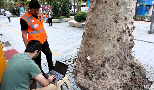 Kocaeli’de Asırlık Anıt Ağaçlara Tomografik Koruma