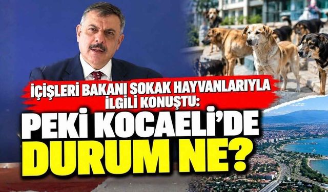 İçişleri Bakanı Sokak Hayvanlarıyla İlgili Konuştu: Peki Kocaeli’de Durum Ne?