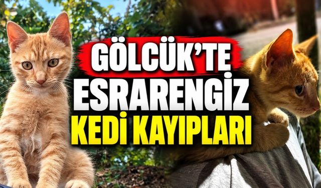 Gölcük’te Esrarengiz Kedi Kayıpları: 7 Kedi Yok Oldu, Biri Kapı Önünde Katledildi!