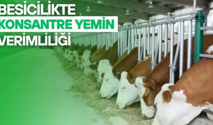 Besicilikte Konsantre Yemin Verimliliği