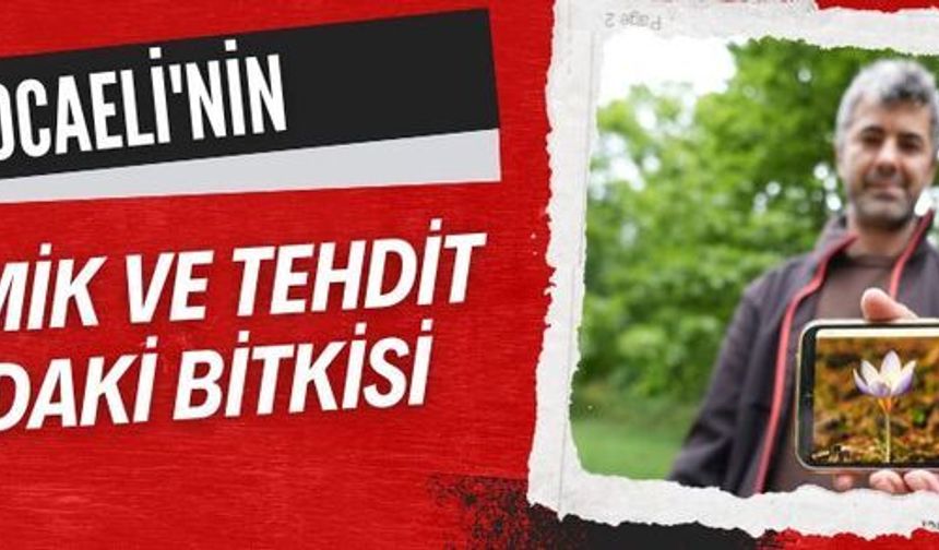 Kocaeli'nin Endemik ve Tehdit Altındaki Bitkisi