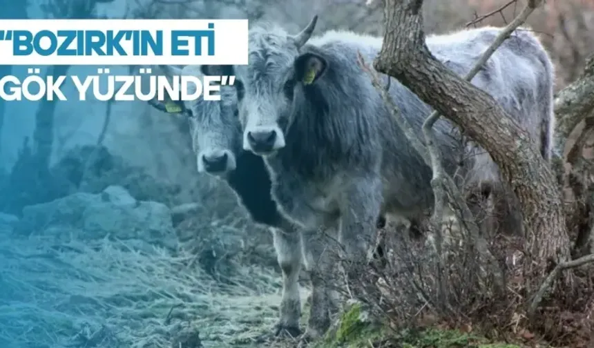 "Bozırkın eti gökyüzünde"