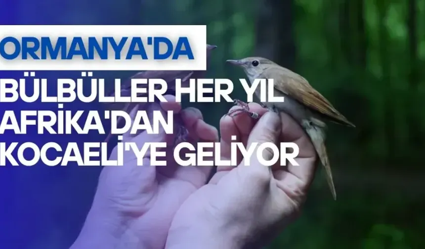  Ormanya'da Bülbüller Her Yıl Afrika'dan Kocaeli'ye Geliyor