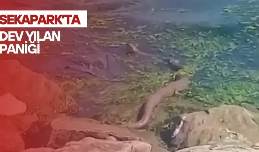 Sekapark’ta dev yılan paniği