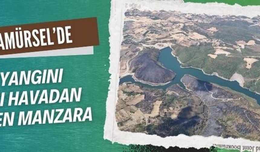 Karamürsel’de orman yangını sonrası kara tablo