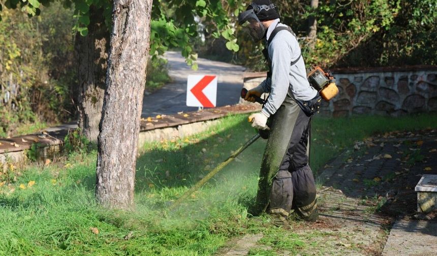 Yazın en kolay yetişen ağaç hangisi?