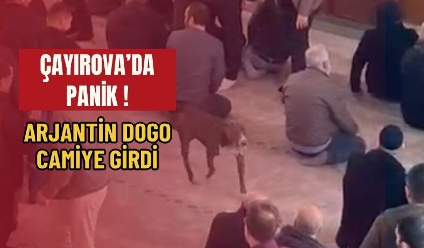 Çayırova Camisinde Kısa Süreli Panik:Arjantin Dogo Camiye Girdi