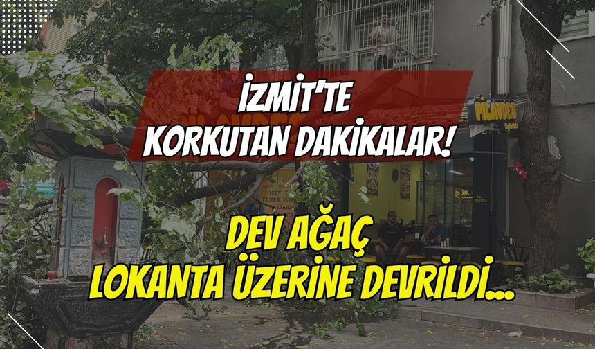 İzmit’te Korkutan Dakikalar: Dev Ağacın Dalları Lokantanın Çatısına Devrildi!