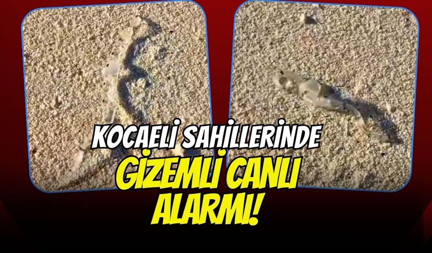 Kocaeli Sahillerinde Gizemli Canlı Alarmı! Şeffaf ve Yılan Benzeri Yaratık Görenleri Şoka Uğrattı
