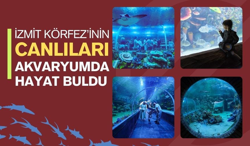 İzmit Körfezi'nin Canlıları Akvaryumda Hayat Buldu