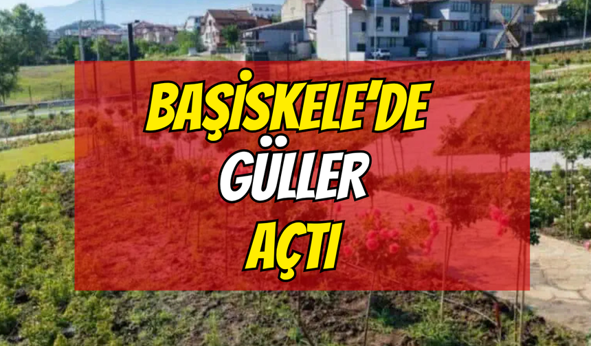 Başiskele'nin Gül Bahçesi Renkleniyor: 15 Bin Gül Açmaya Hazırlanıyor