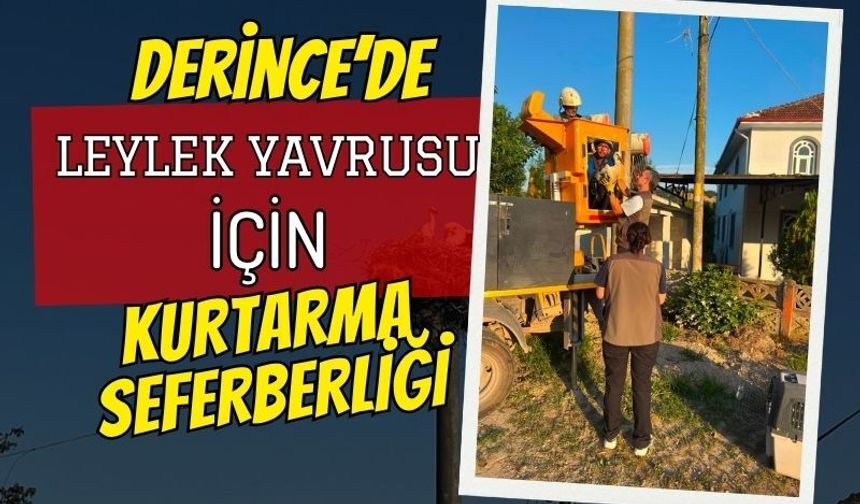 Derince’de leylek yavruları için kurtarma lojistiği: 4 yavru korumaya alındı!